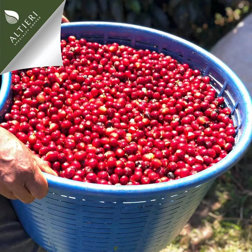 spadacoffee.com