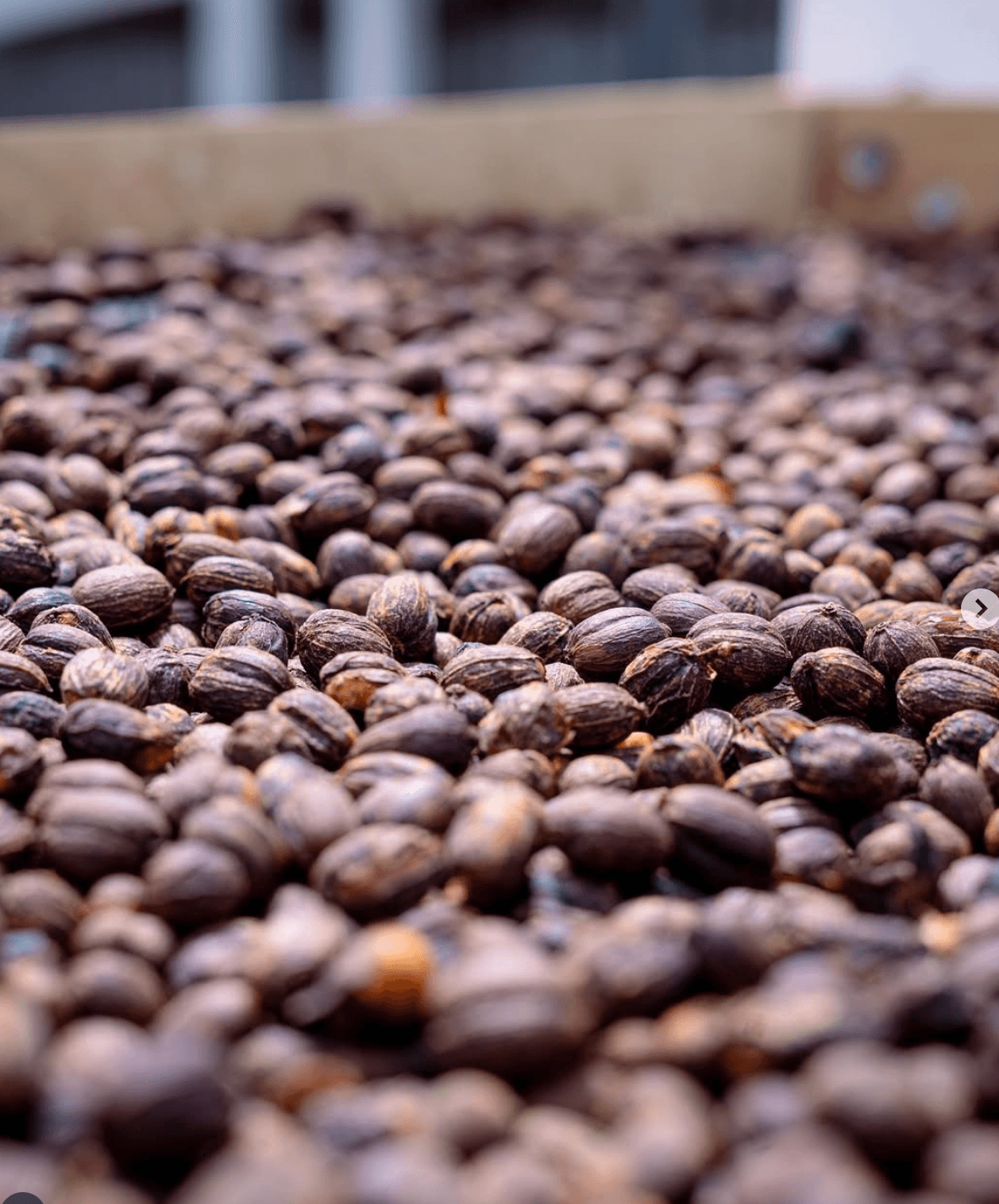 PANAMA / CHEVAS  / NATURAL