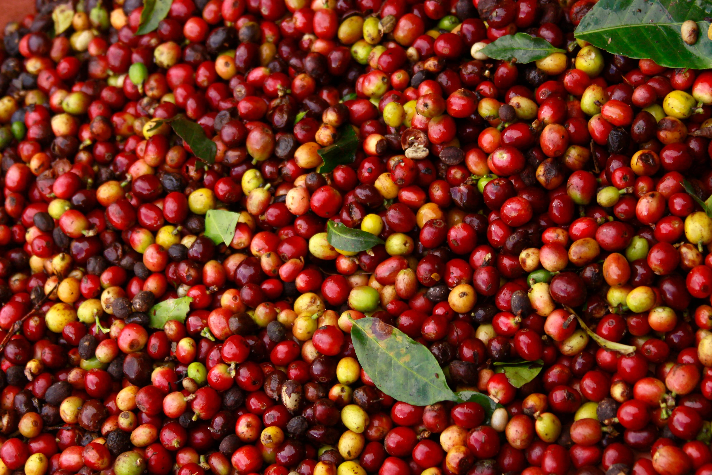 KOLOMBİYA / LAS MORAS / NATURAL