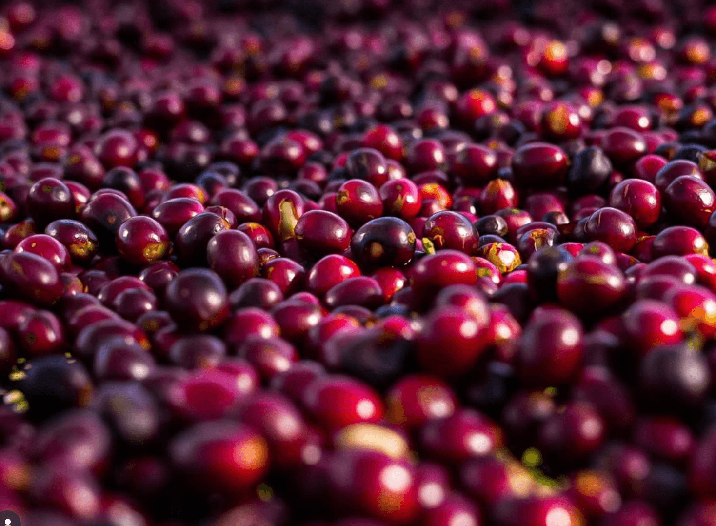 PANAMA / CHEVAS  / NATURAL