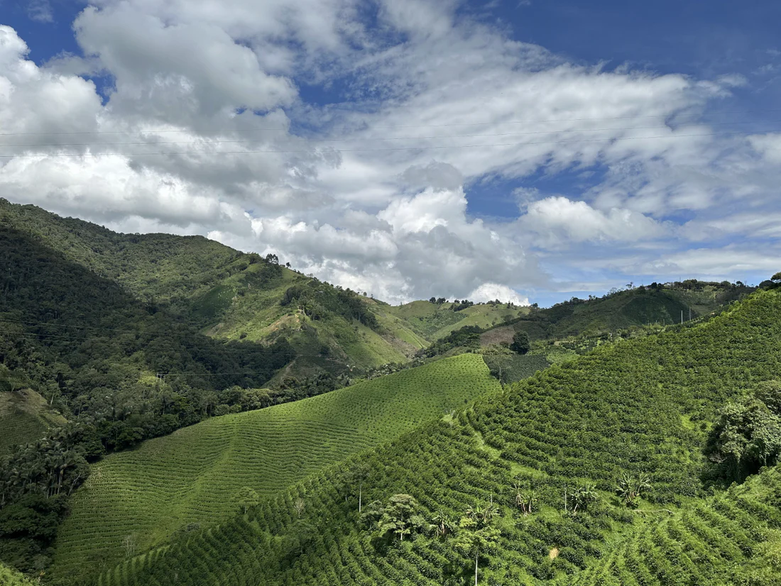 KOLOMBİYA / LAS MORAS / NATURAL