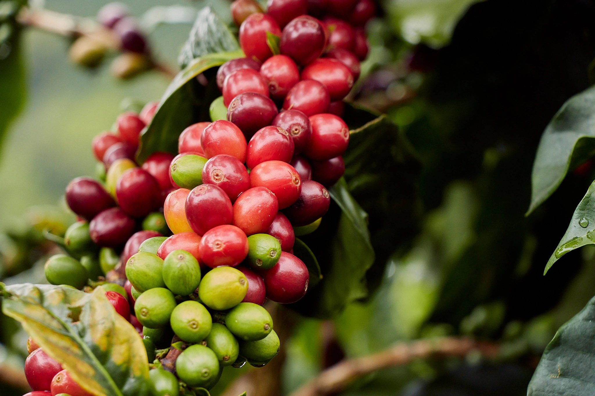 KOLOMBİYA / LAS MORAS / NATURAL