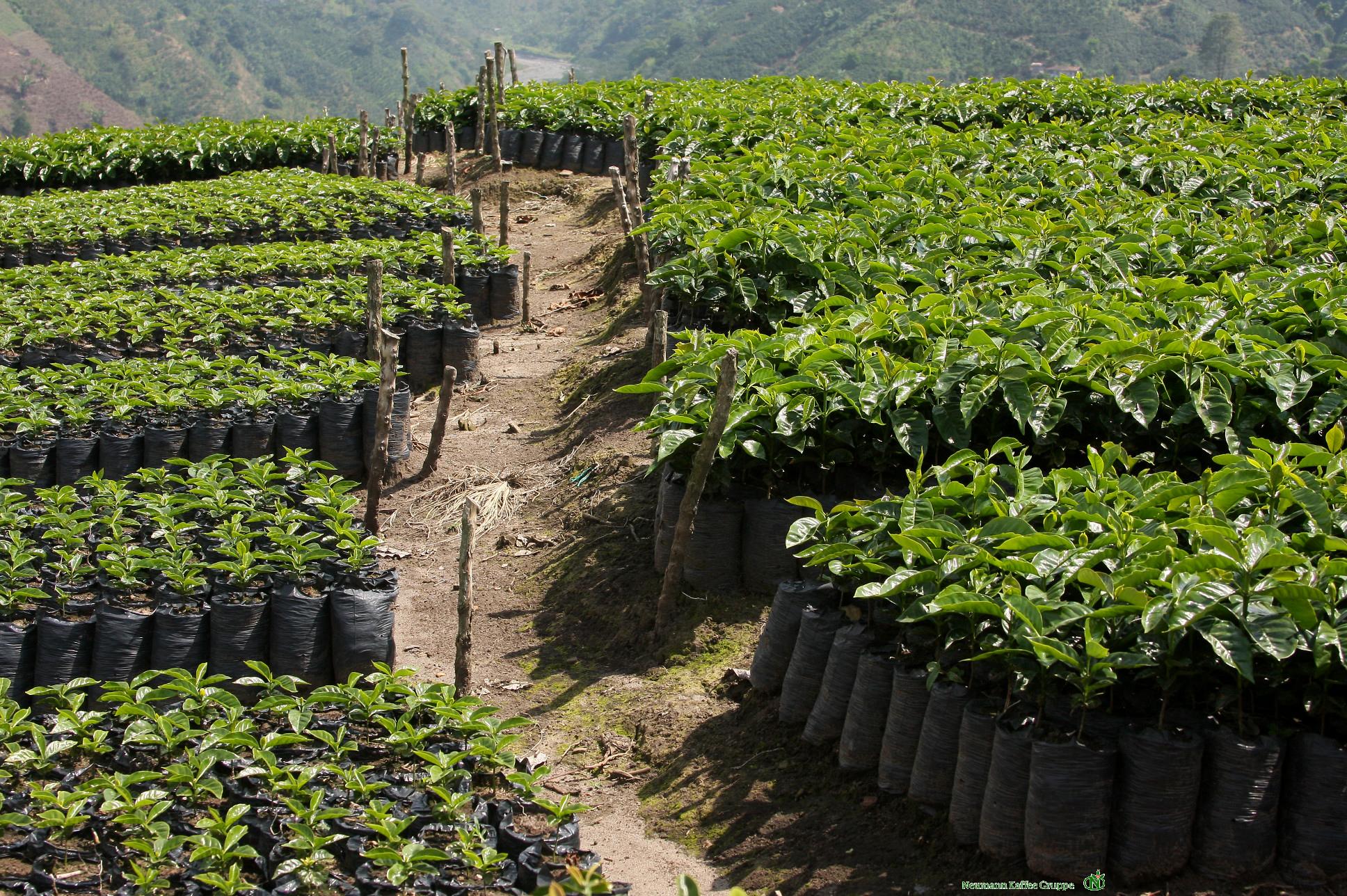 KOLOMBİYA / LAS MORAS / NATURAL