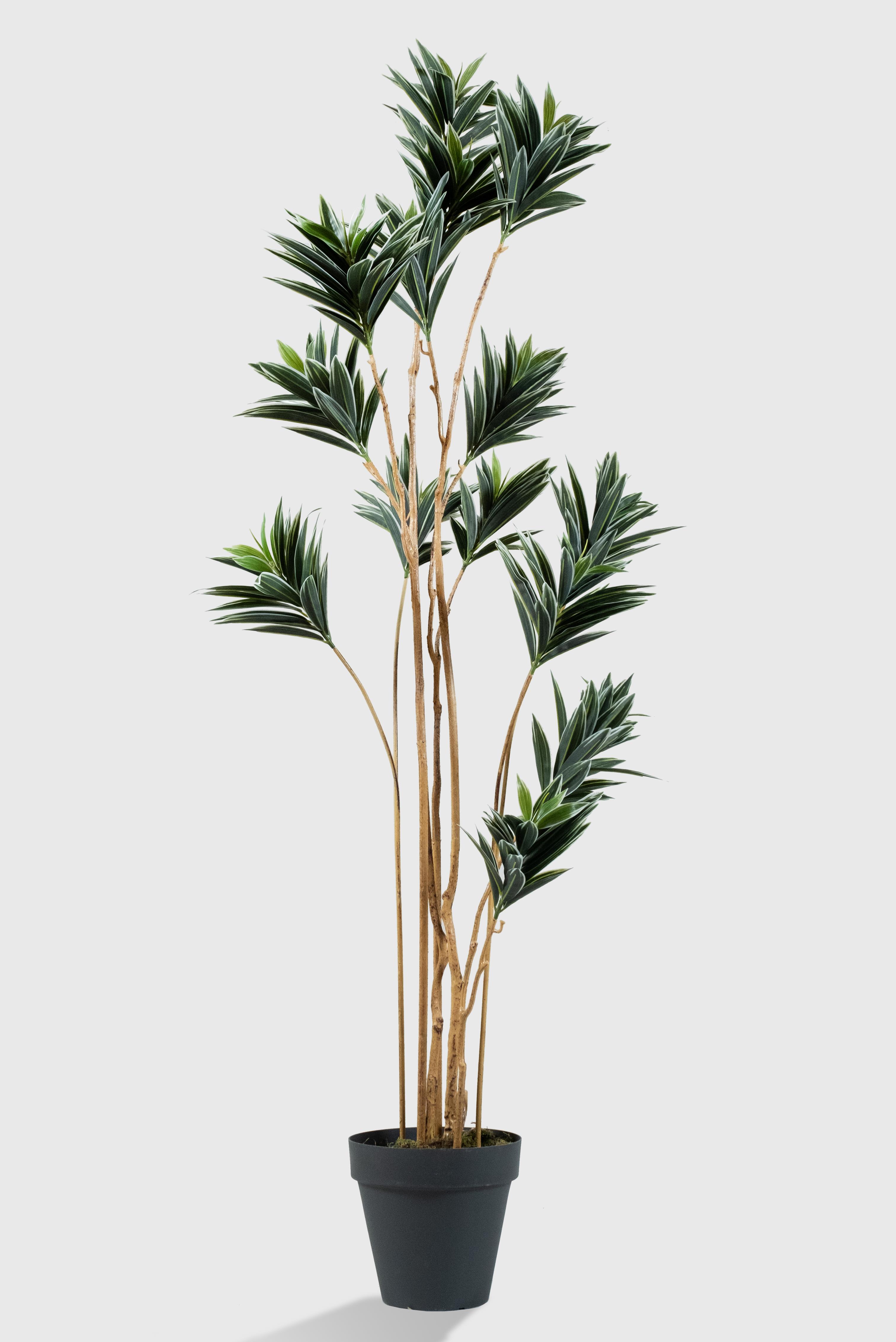 Dracaena Yapay Ağaç