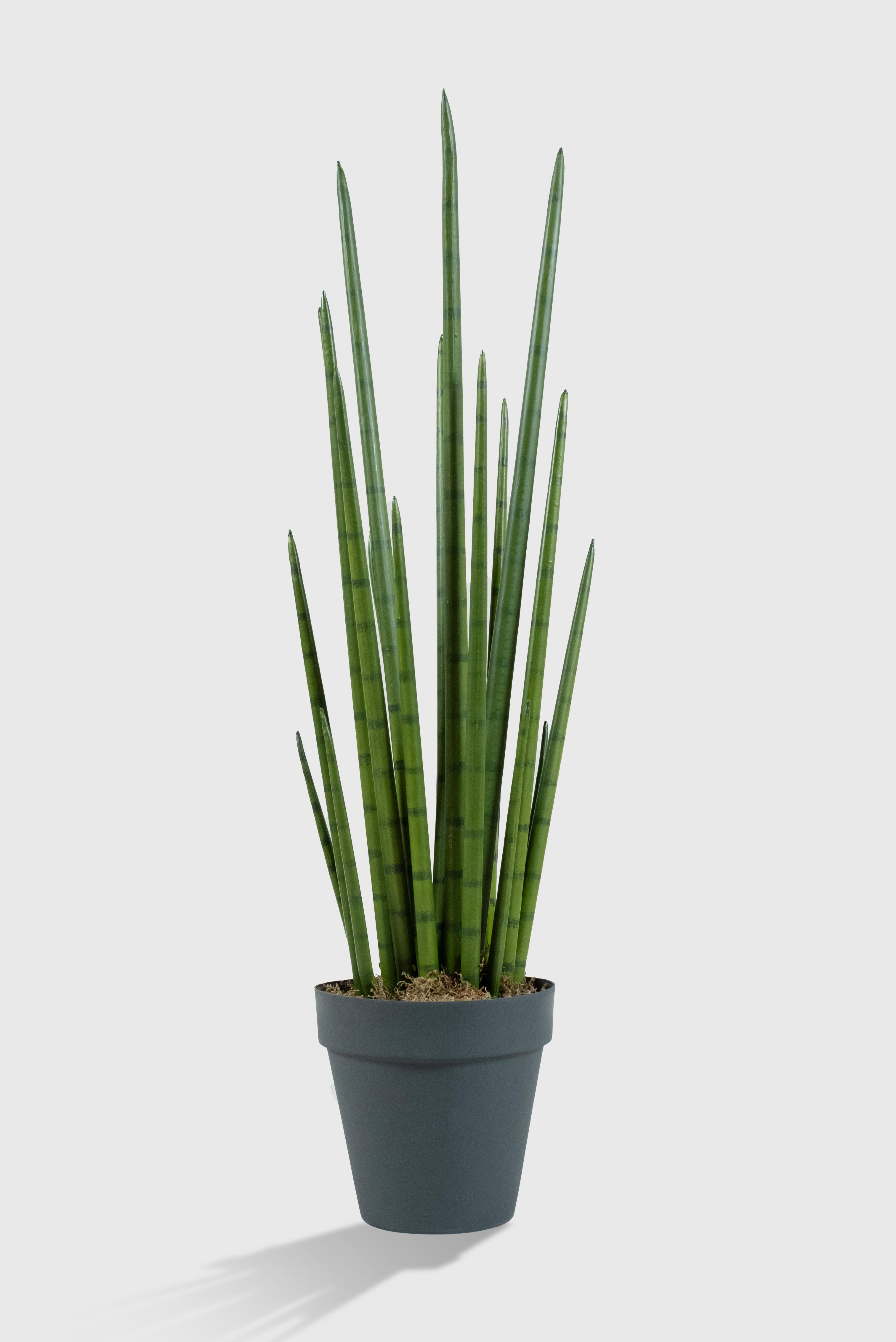Sansevieria Yapay Ağaç