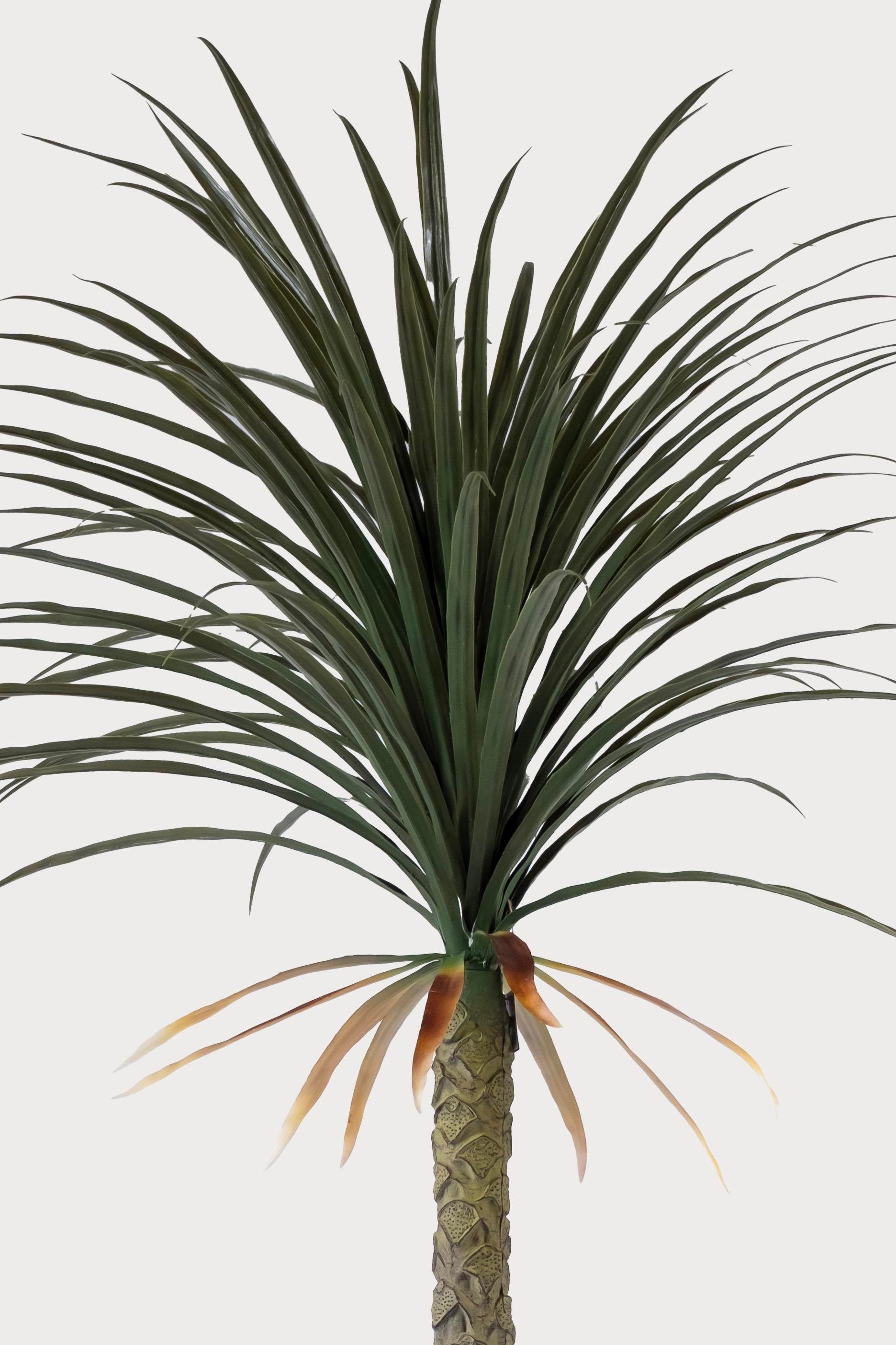 Luna Palm