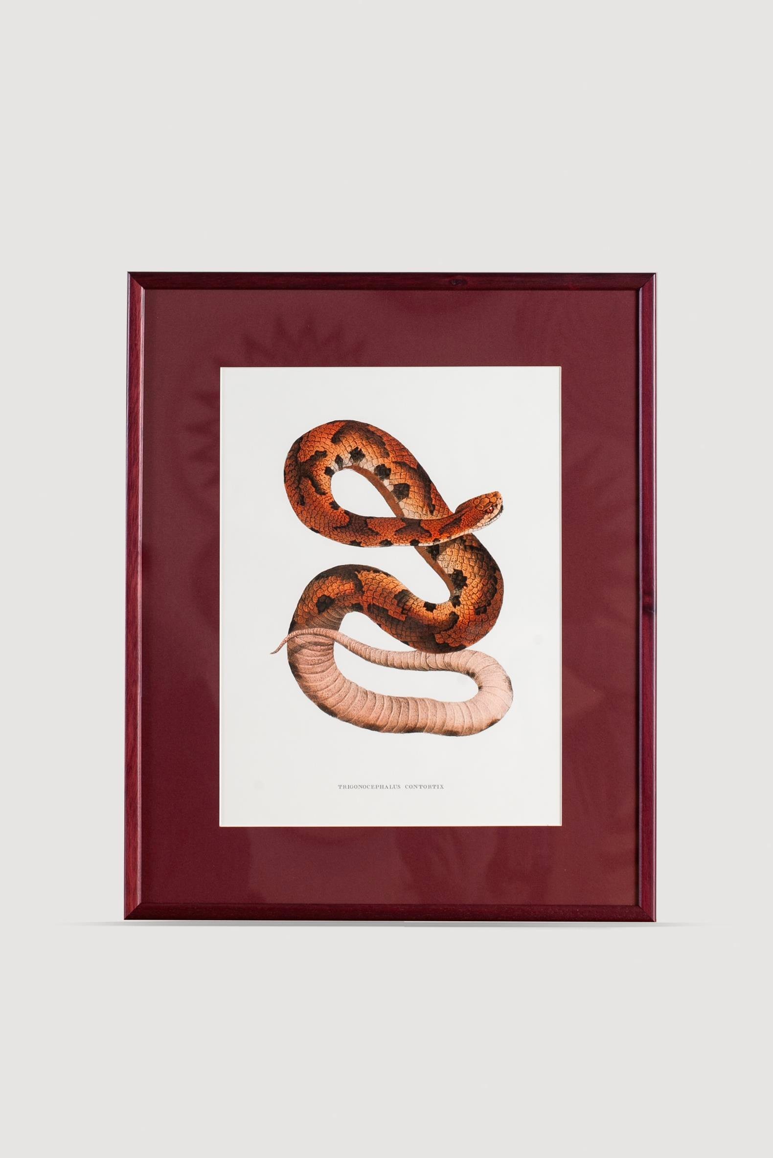 Serpent Serisi Tablo No:6