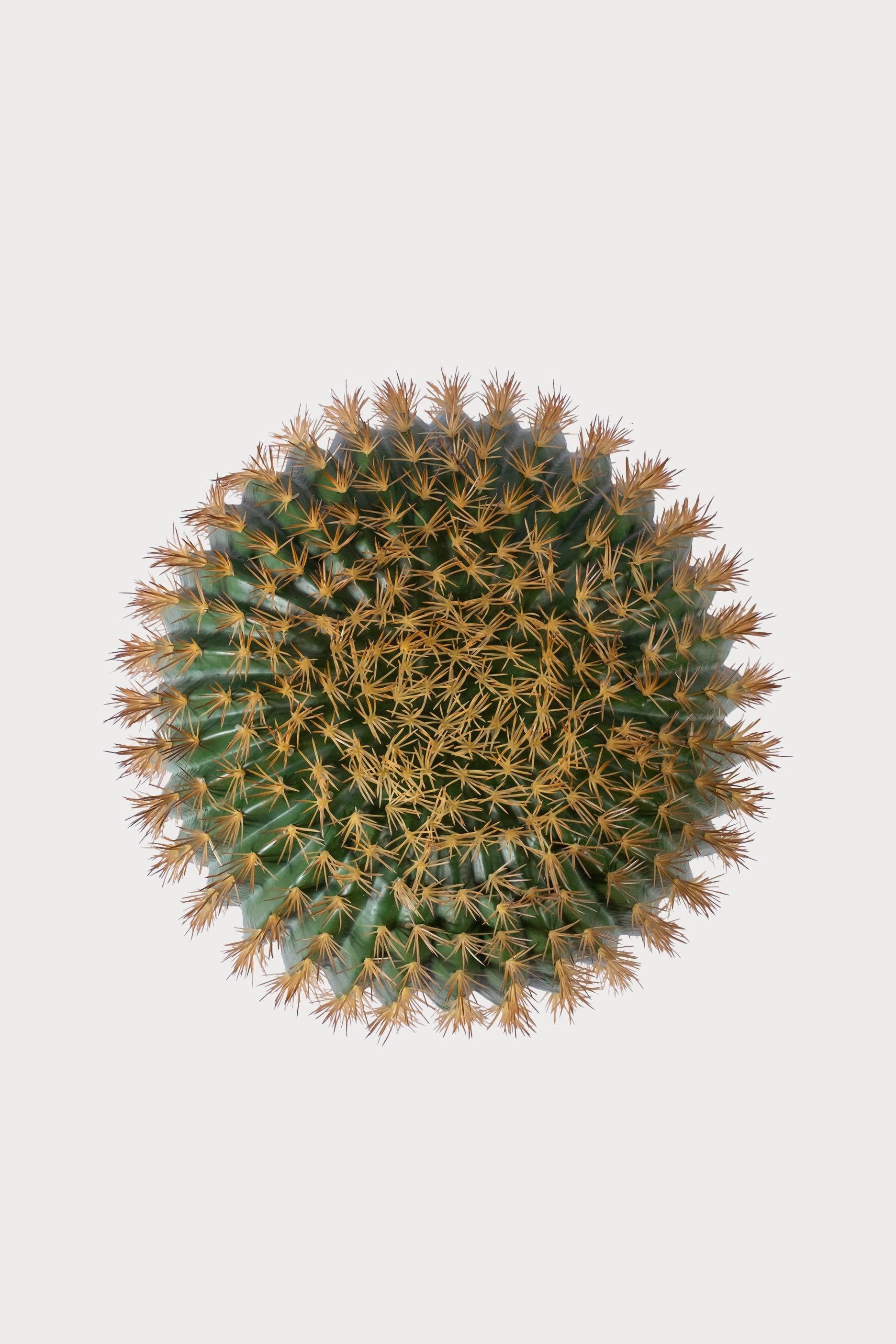 Kaktüs No:2