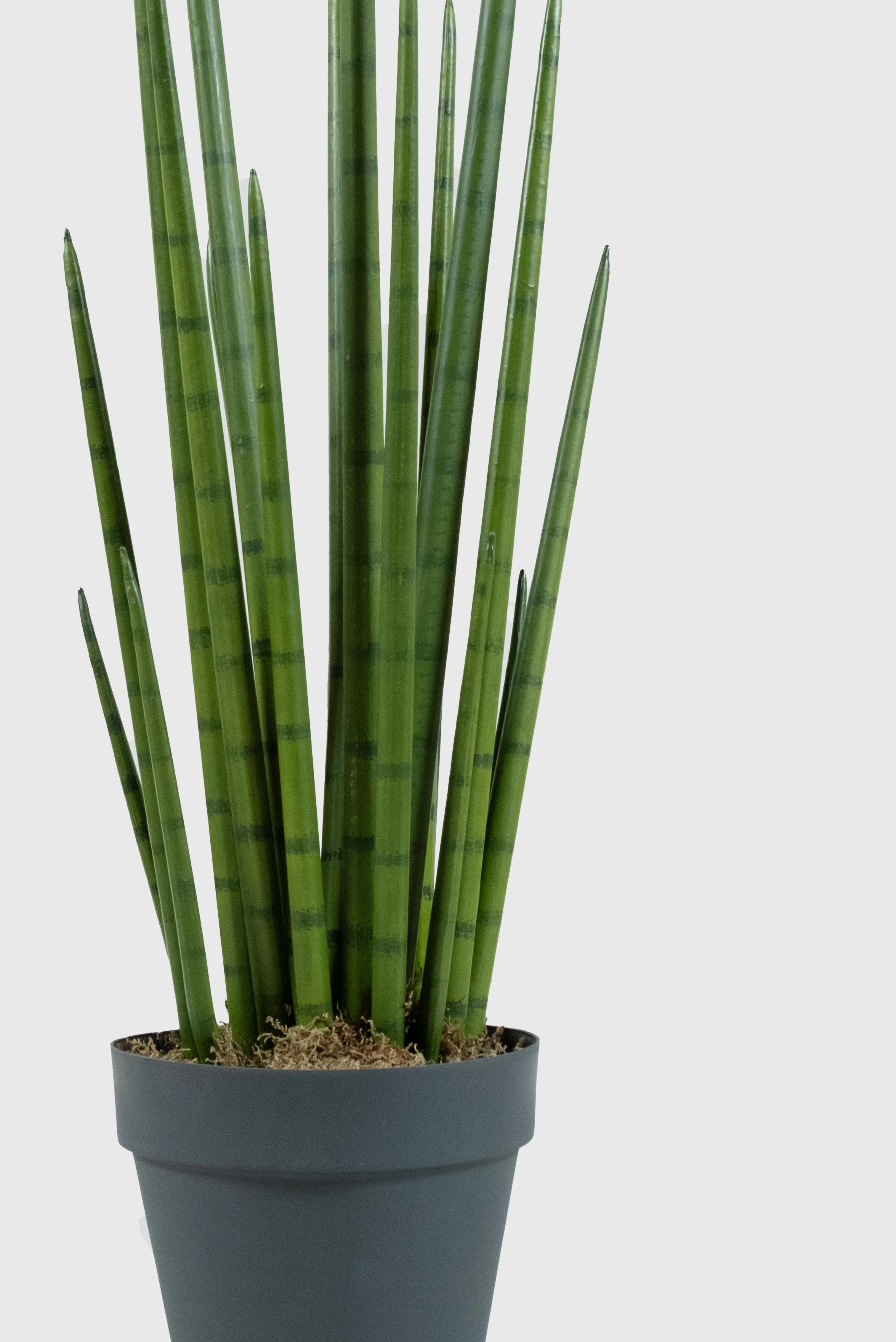 Sansevieria Yapay Ağaç