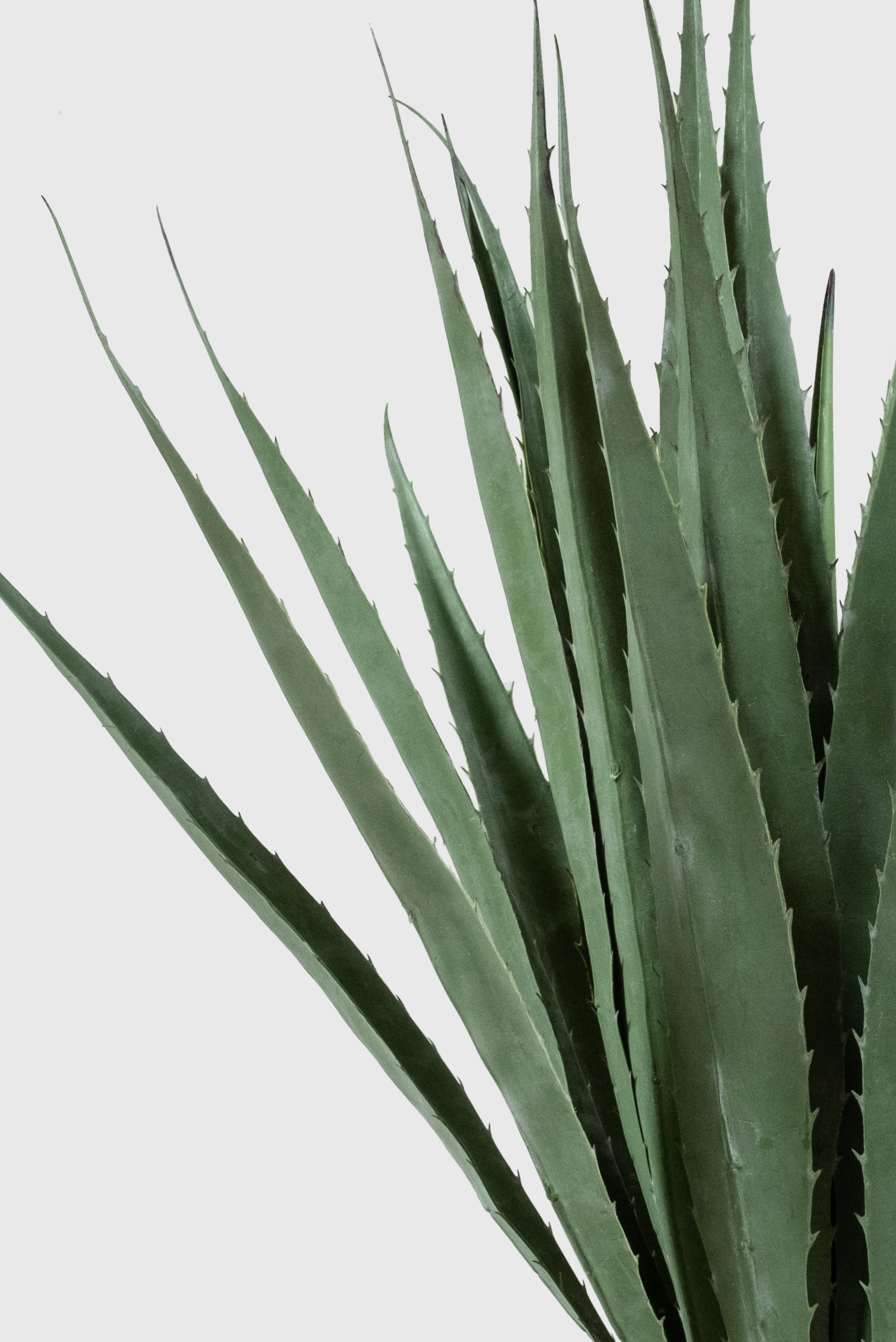 Aloe Vera Yapay Bitki