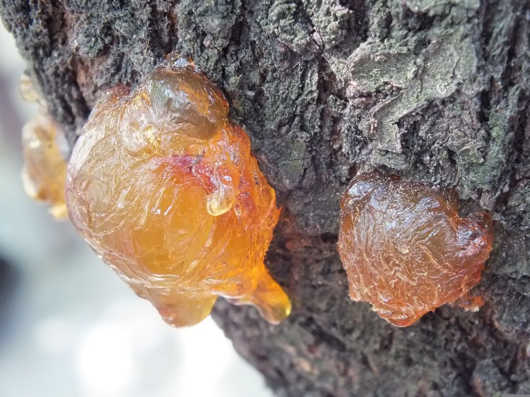 A tree sap that has just begun the process of becoming amber. It needs a few million more years to reach its amber form