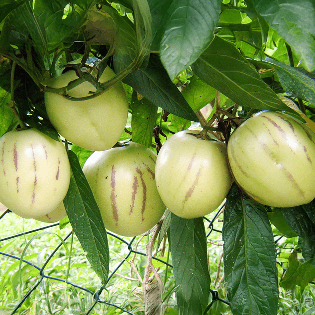 Pepino