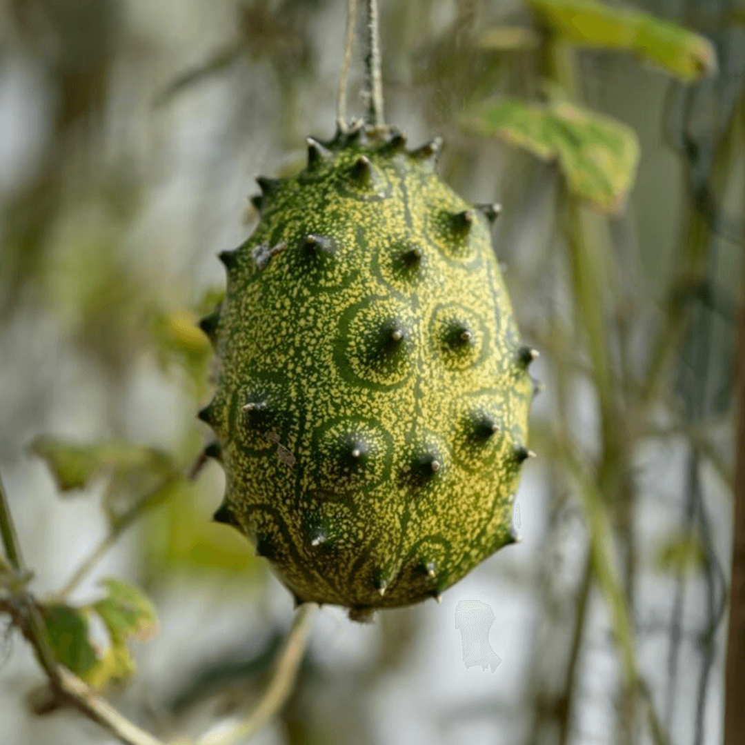 Kiwano (Dikenli Kavun)