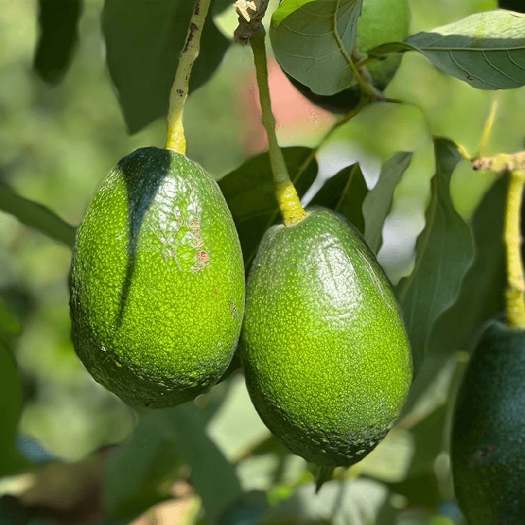 Avokado
