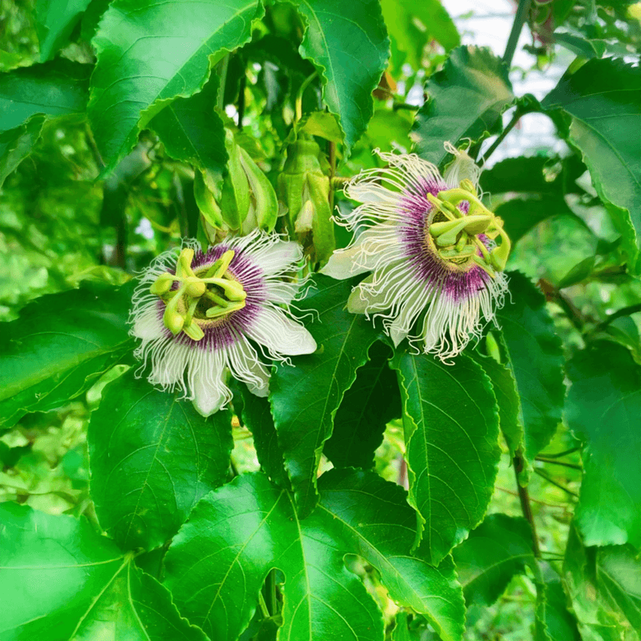 Passiflora