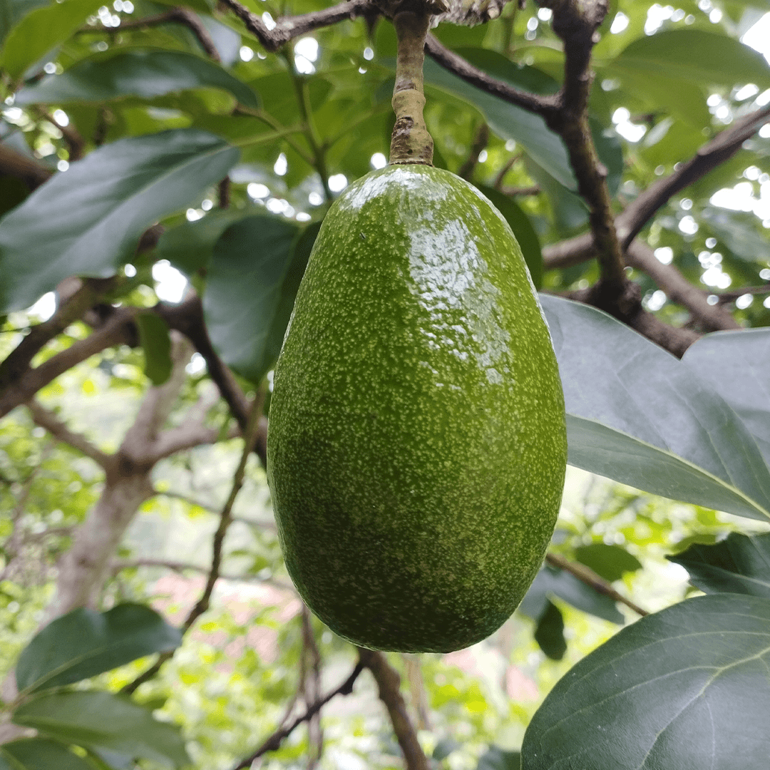 Bacon Avokado