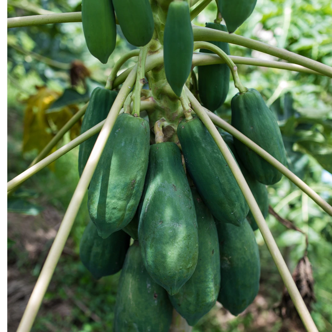 Yeşil Papaya