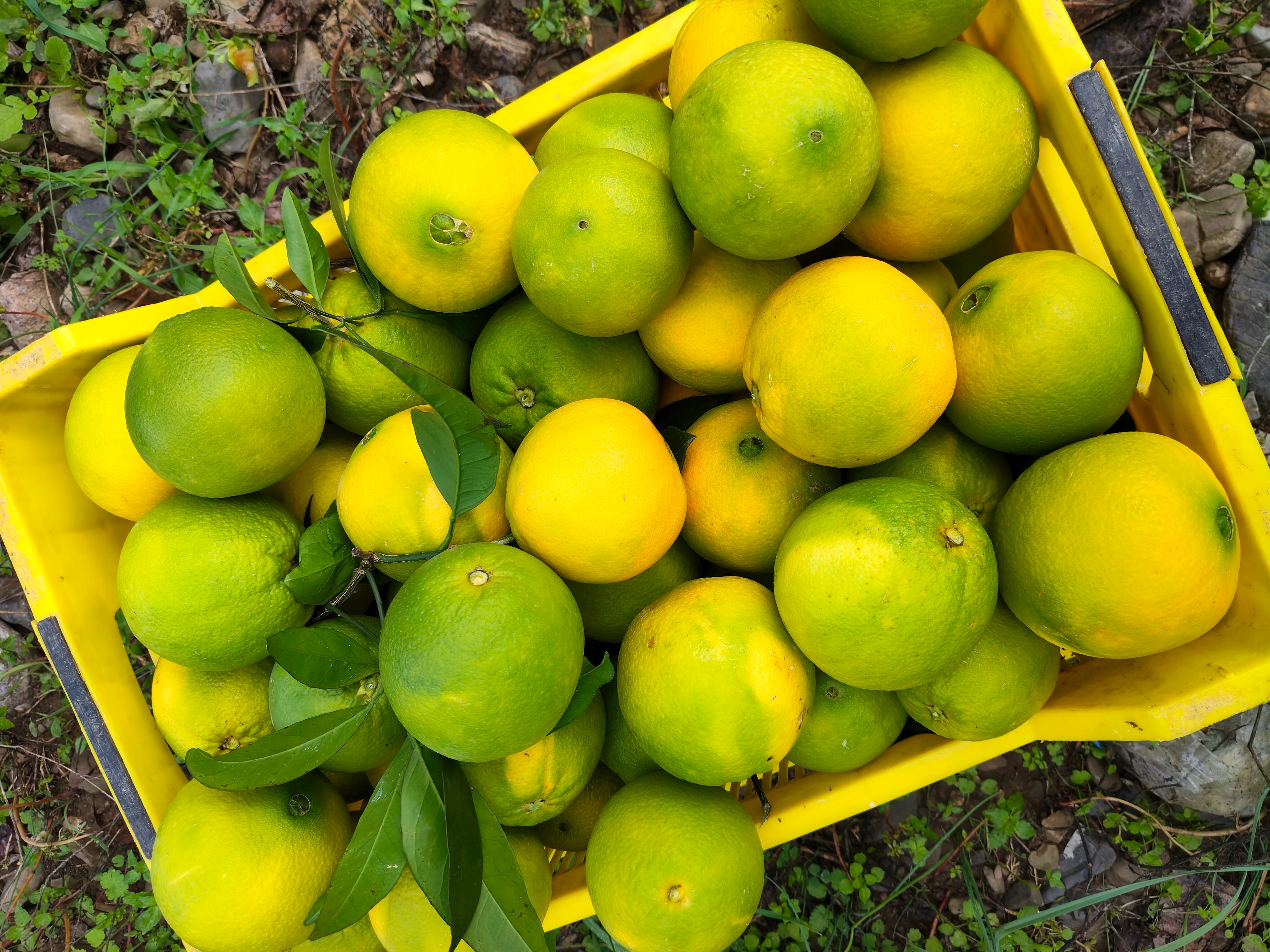 Portakal- Ekolojik 1kg