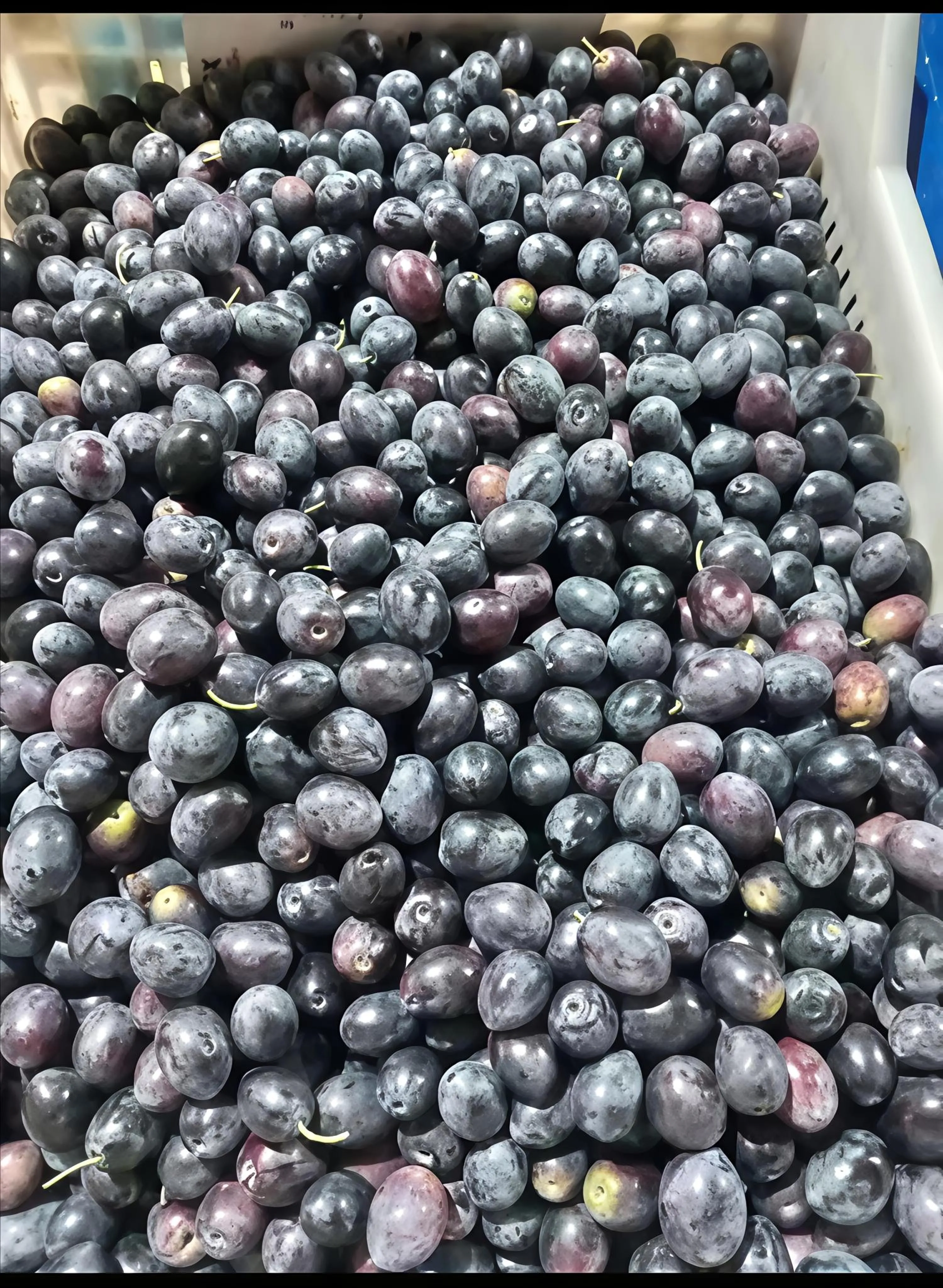 ZEYTİN- Siyah Gemlik Cinsi Ham Zeytin - 1KG