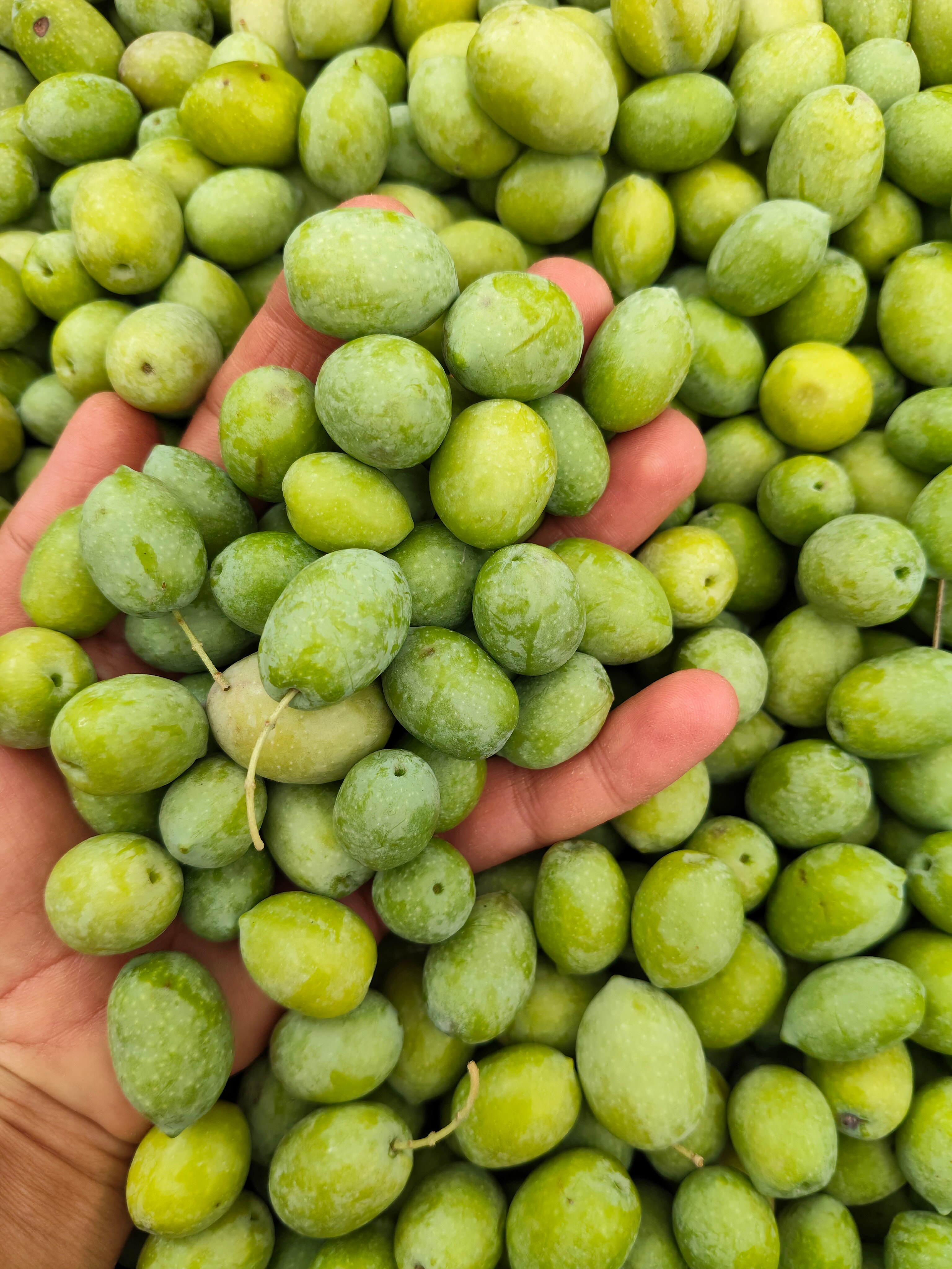 ZEYTİN - MEMECİK CİNSİ HAM ZEYTİN ( Kargo Bedavalı) - 1KG