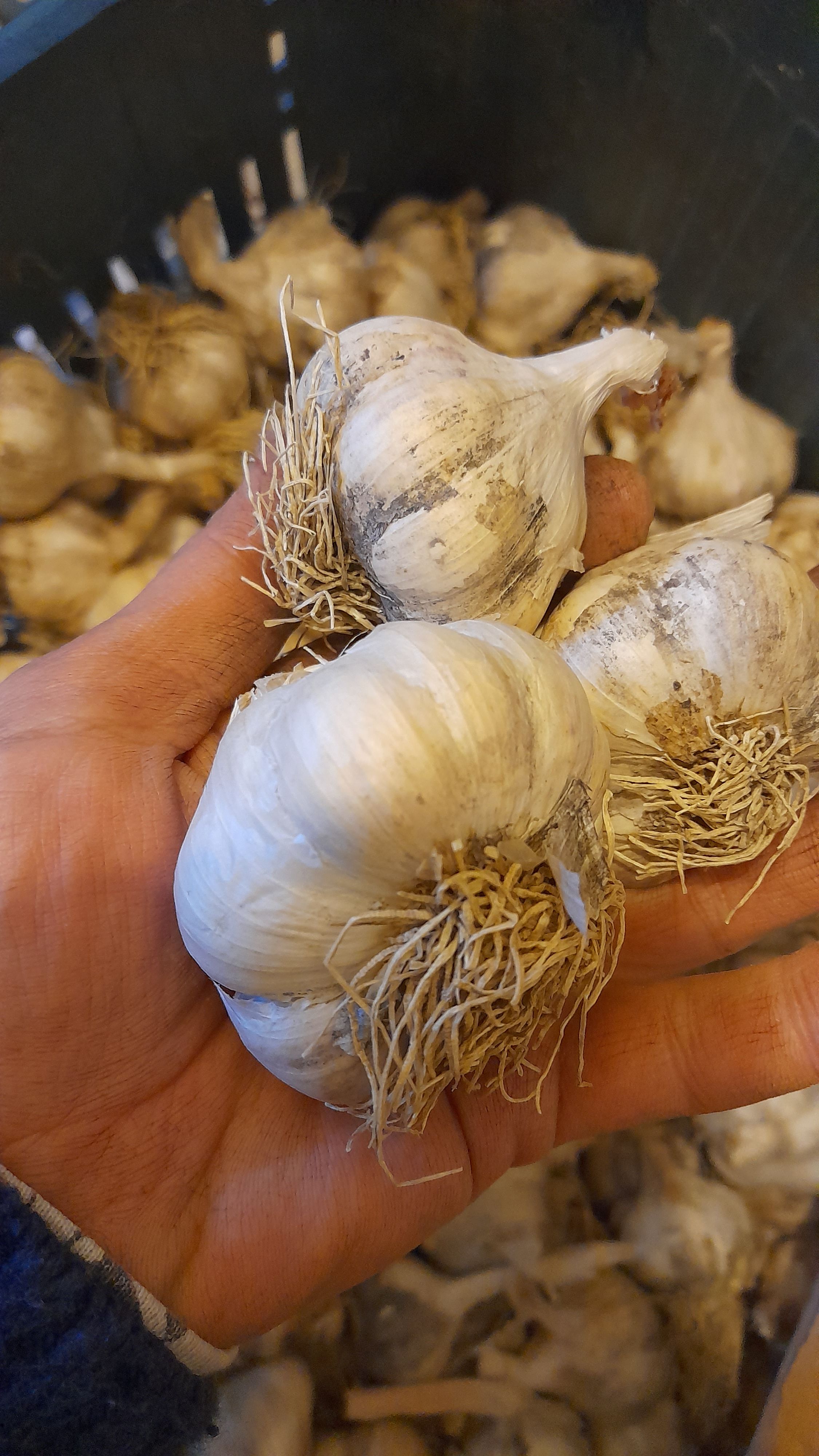 SARIMSAK - YAYLA ATALIK MOR SARIMSAK 1KG