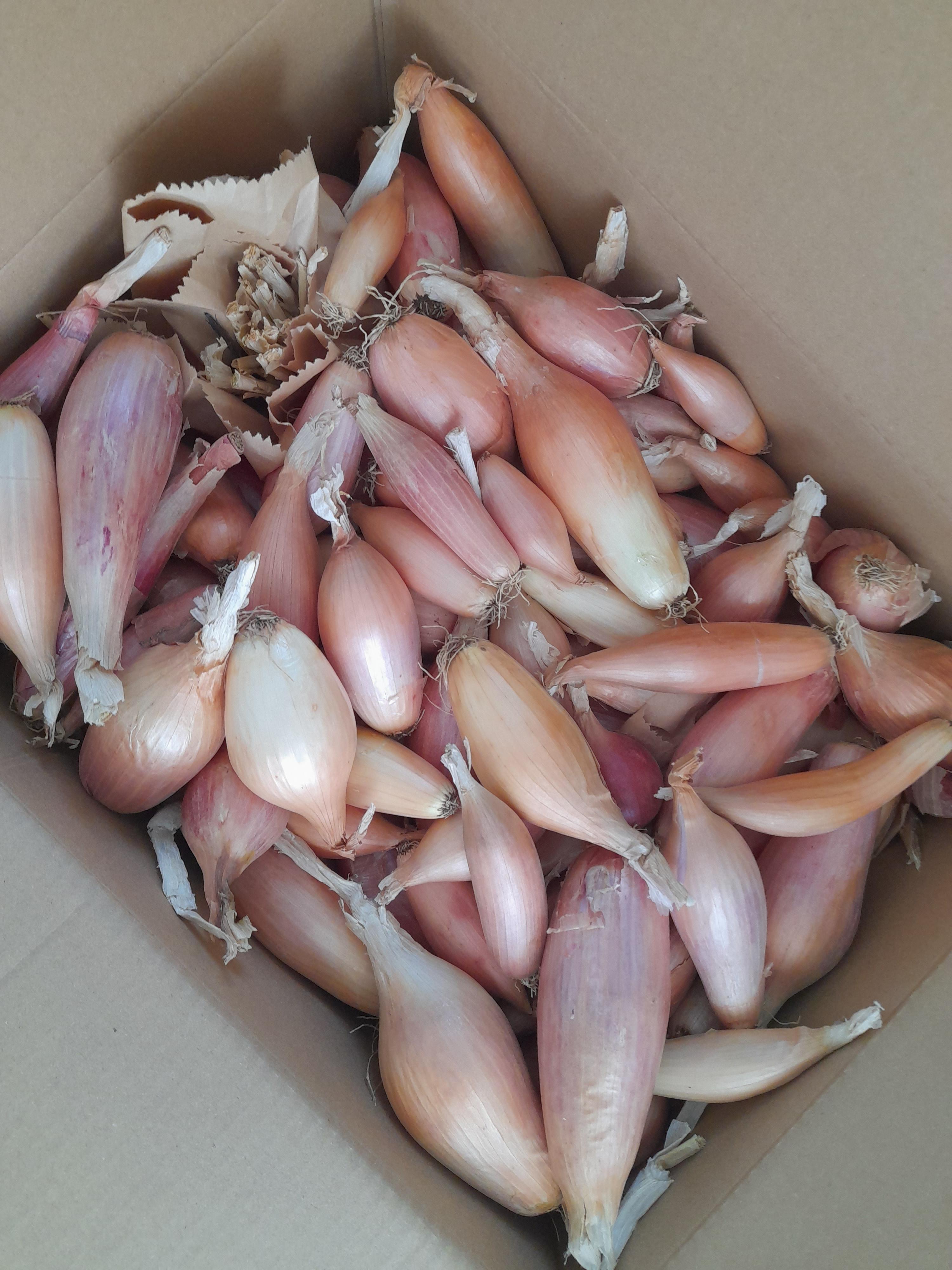 SOĞAN- ATALIK ELCİK SOĞANI - 1KG