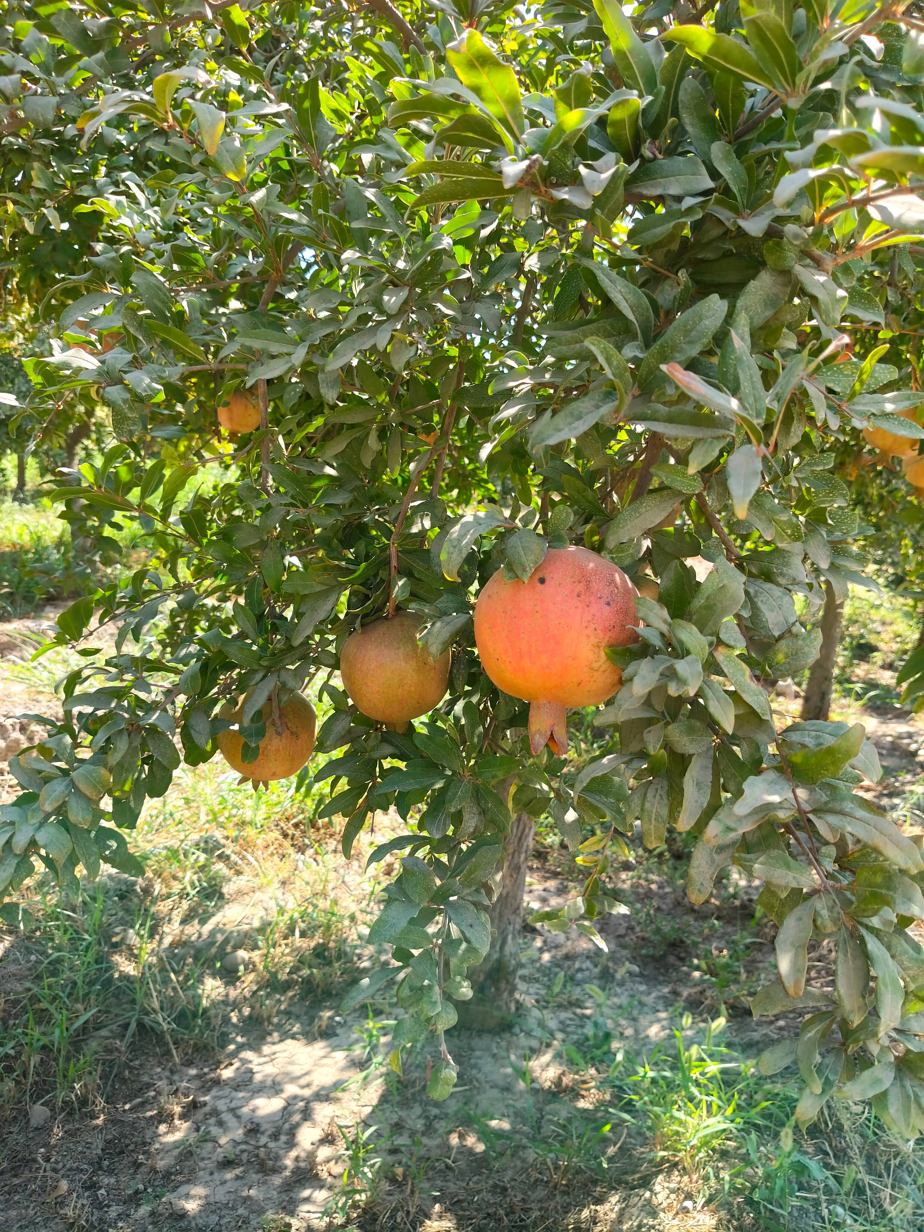 NAR - Ekolojik Dalyan Narı 2kg