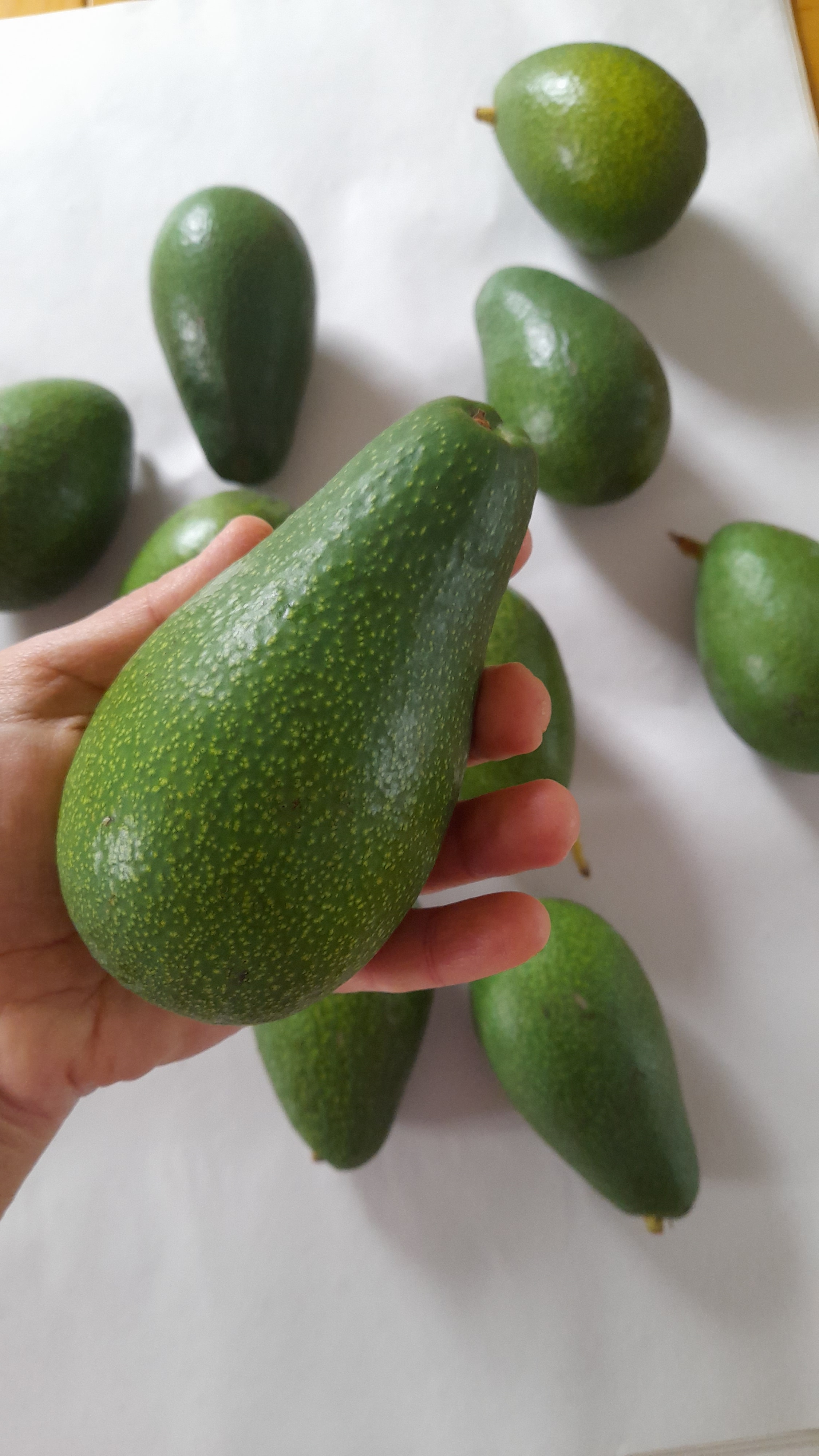 AVOKADO - EKOLOJİK 20 ADET + 3 KG LİMON (KARGO BEDAVA)