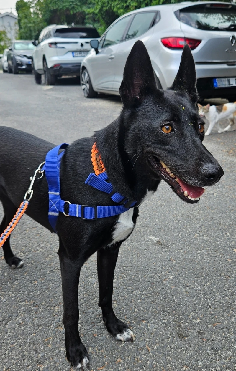 Easy Use - Kolay Giydirilebilir Göğüs Tasması