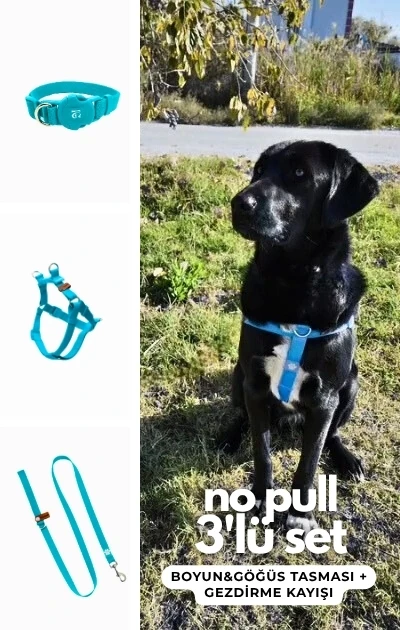 No Pull 3'lü Set Boyun & Göğüs Tasması + Gezdirme Kayışı - Mavi