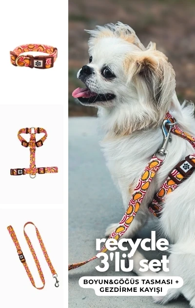 Recycle 3'lü Set Boyun & Göğüs Tasması + Gezdirme Kayışı - Taco Desenli