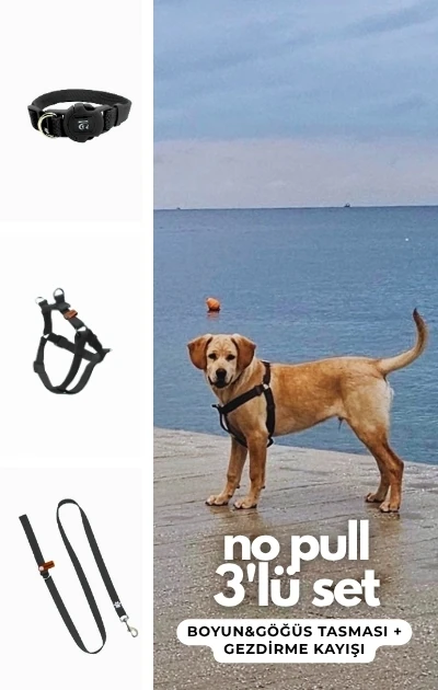 No Pull 3'lü Set Boyun & Göğüs Tasması + Gezdirme Kayışı - Siyah