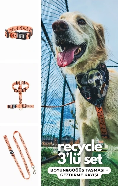 Recycle 3'lü Set Boyun & Göğüs Tasması + Gezdirme Kayışı - Kemik Desenli