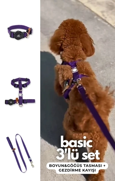 Basic 3'lü Set Boyun & Göğüs Tasması + Gezdirme Kayışı - Mor