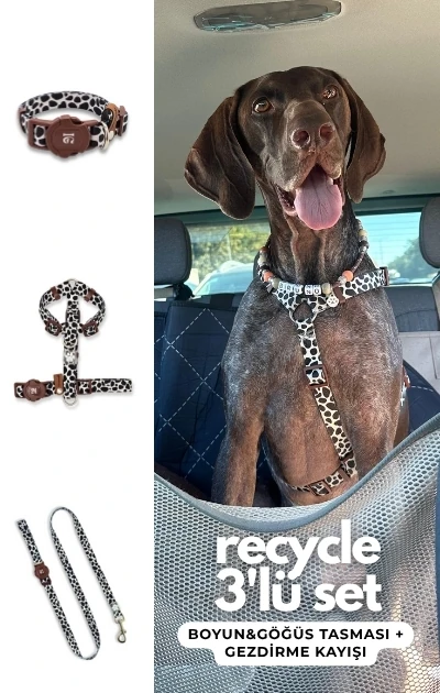 Recycle 3'lü Set Boyun & Göğüs Tasması + Gezdirme Kayışı - İnek Desenli