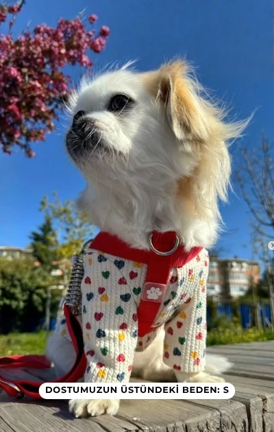 No Pull 3'lü Set Boyun & Göğüs Tasması + Gezdirme Kayışı