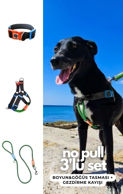 No Pull 3'lü Set Boyun & Göğüs Tasması + Gezdirme Kayışı (İsteğe Bağlı Anti Şok Yay) - Siyah