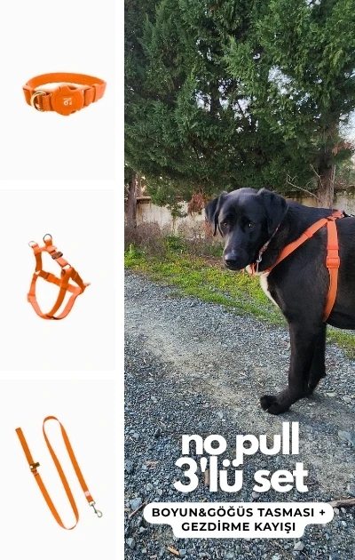 No Pull 3'lü Set Boyun & Göğüs Tasması + Gezdirme Kayışı - Turuncu