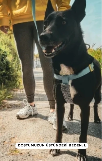 Handmade 3'lü Set Boyun & Göğüs Tasması + Gezdirme Kayışı