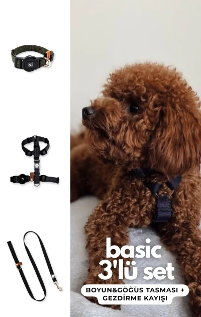 Basic 3'lü Set Boyun & Göğüs Tasması + Gezdirme Kayışı - Siyah