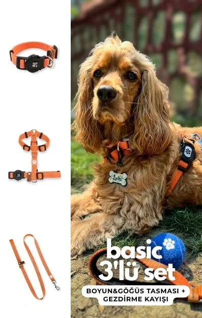 Basic 3'lü Set Boyun & Göğüs Tasması + Gezdirme Kayışı - Turuncu