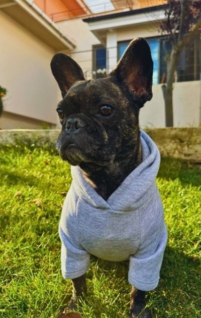 BFF - Yumuşak İçi Polarlı Kapüşonlu KÖPEK Sweatshirtü - Gri