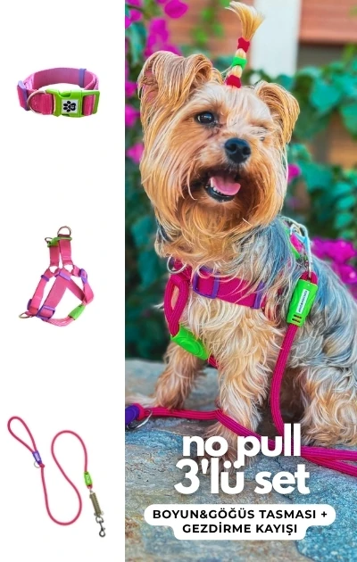 No Pull 3'lü Set Boyun & Göğüs Tasması + Gezdirme Kayışı (İsteğe Bağlı Anti Şok Yay) - Fuşya