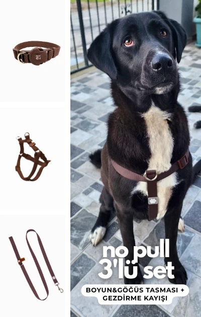 No Pull 3'lü Set Boyun & Göğüs Tasması + Gezdirme Kayışı - Kahverengi