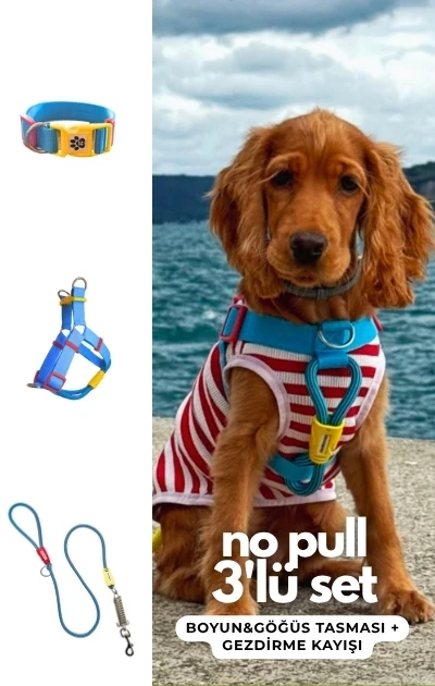 No Pull 3'lü Set Boyun & Göğüs Tasması + Gezdirme Kayışı (İsteğe Bağlı Anti Şok Yay)