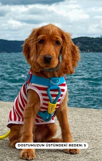 No Pull 3'lü Set Boyun & Göğüs Tasması + Gezdirme Kayışı (İsteğe Bağlı Anti Şok Yay)