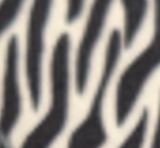 Zebra Pembe