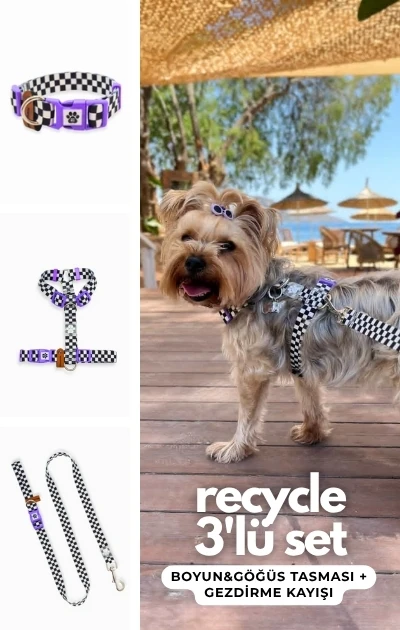 Recycle 3'lü Set Boyun & Göğüs Tasması + Gezdirme Kayışı - Dama