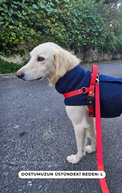 Easy Use 3'lü Set Boyun & Göğüs Tasması + Gezdirme Kayışı