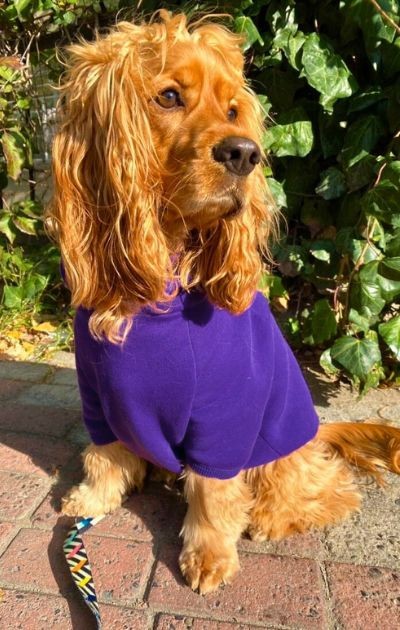 BFF - Yumuşak İçi Polarlı Kapüşonlu KÖPEK Sweatshirtü - Koyu Mor1